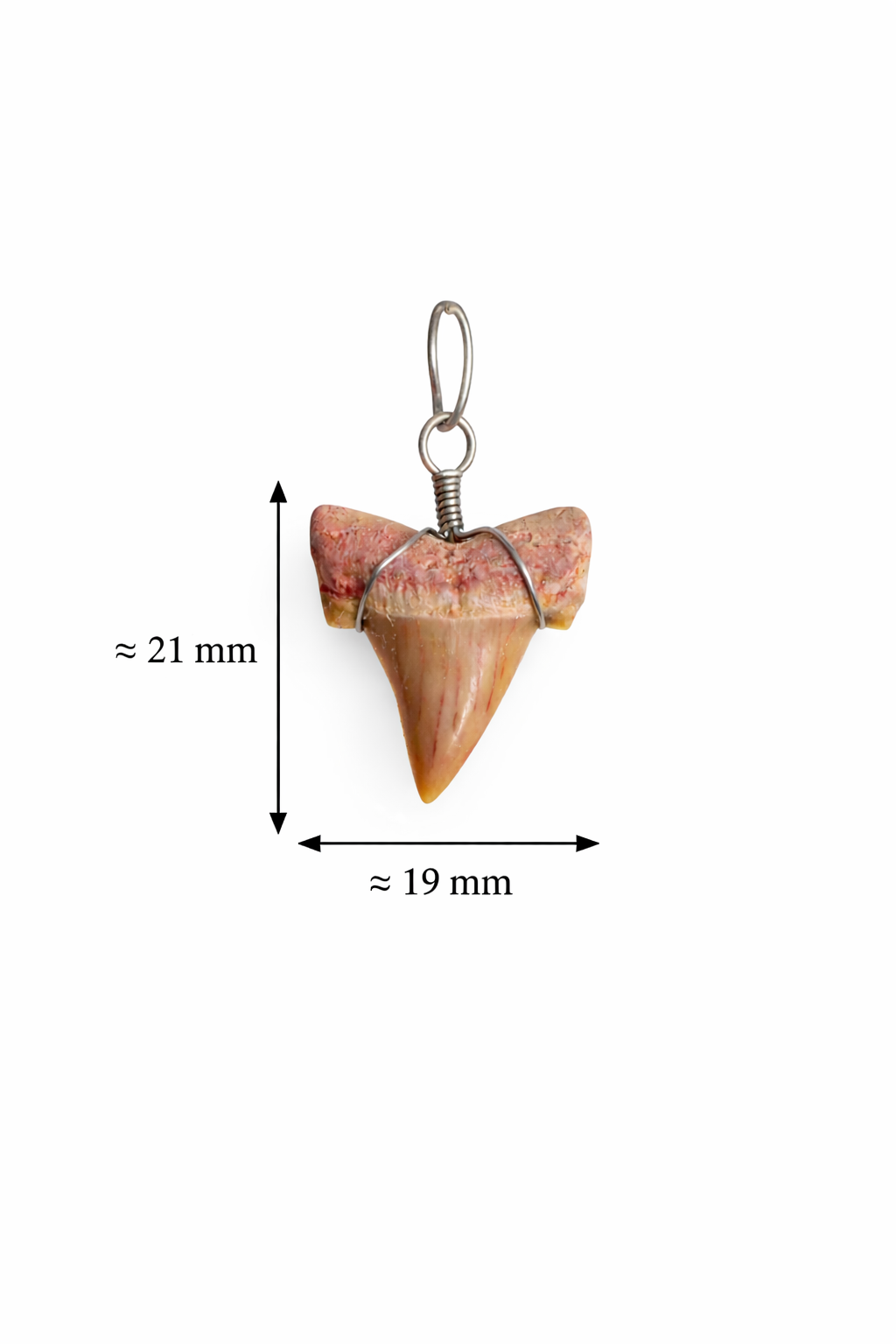 Natuurlijke Haaientand Hanger - Tandvormige Kettinghanger met Metalen Wikkeling - 21 x 19 mm - Haaientand Hanger